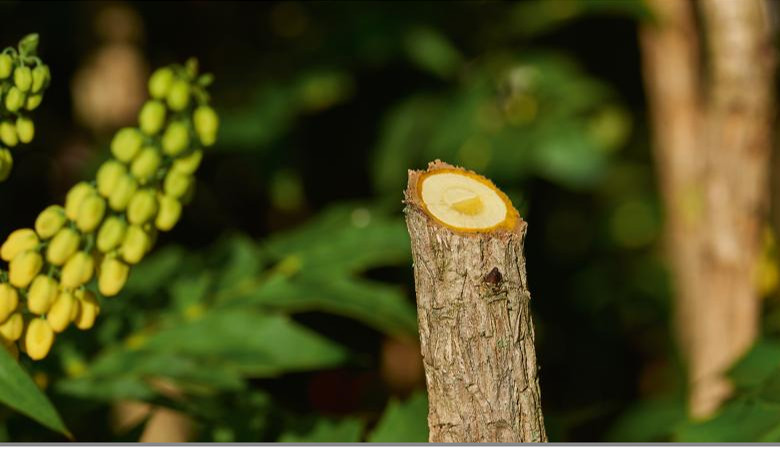 BOSCH EasyPrune (2023) aku zahradnické nůžky 3,6V Obrázek